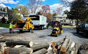 Best Tree Preservation Services  in Wolfforth, TX