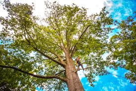 Best Storm Damage Tree Cleanup  in Wolfforth, TX