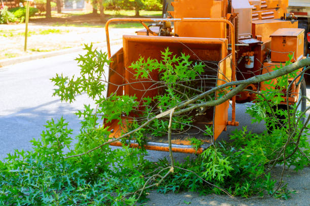 Best Grass Overseeding  in Wolfforth, TX