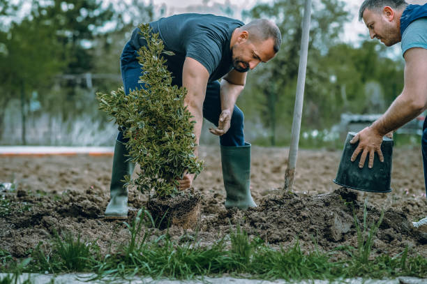 Best Leaf Removal  in Wolfforth, TX