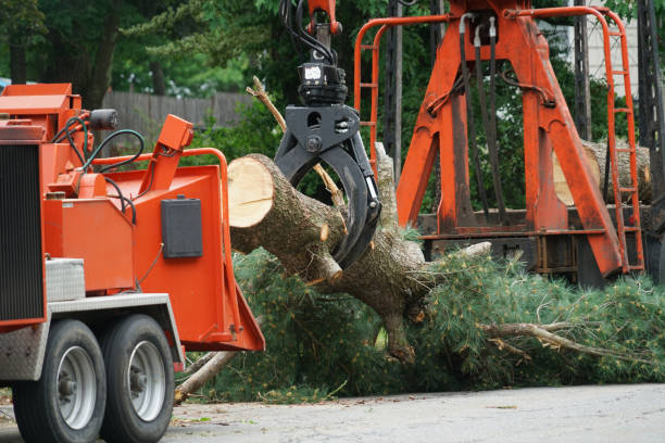 Best Hazardous Tree Removal  in Wolfforth, TX