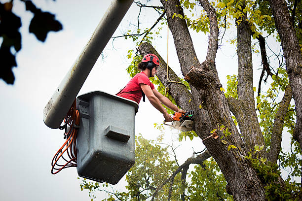 Best Commercial Tree Services  in Wolfforth, TX