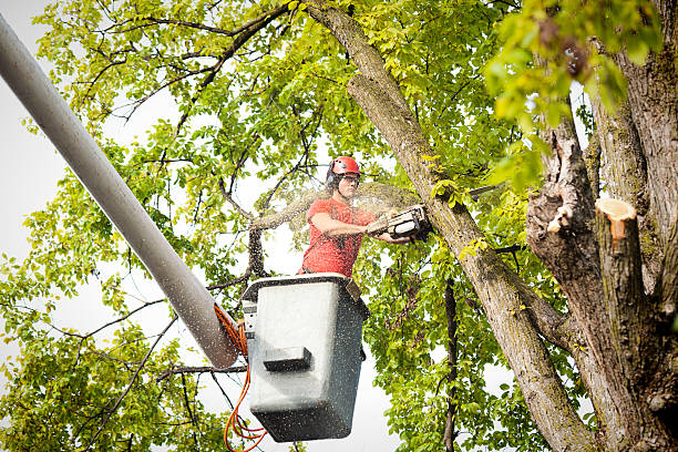 Best Tree Removal  in Wolfforth, TX